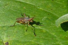 Dichetophora obliterata