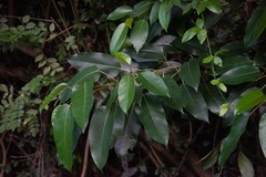 Hippomane mancinella