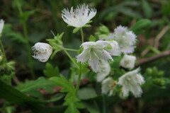 Phacelia fimbriata