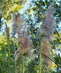 Cortaderia jubata
