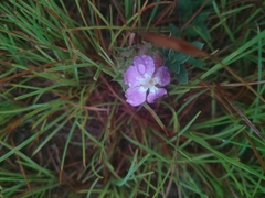 Barleria macrostegia