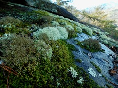 Cladonia robbinsii