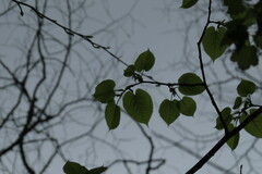 Amelanchier arborea arborea