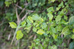 Pisonia aculeata