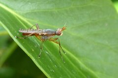 Dichetophora obliterata