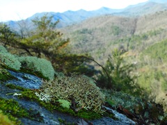 Cladonia appalachensis