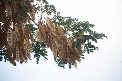 Albizia lebbeck