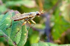 Dichetophora obliterata