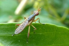 Dichetophora obliterata