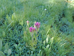 Castilleja lemmonii
