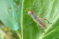 Dichetophora obliterata