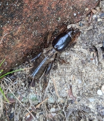 Gryllotalpa australis