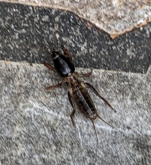 Gryllotalpa australis