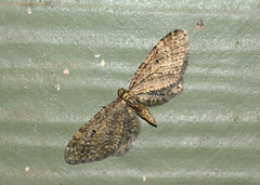 Eupithecia olivacea