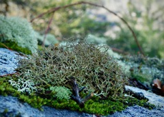 Cladonia appalachensis