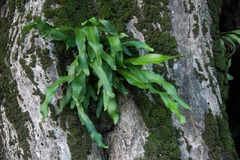 Niphidium crassifolium