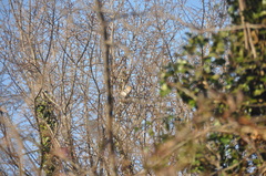 Sciurus carolinensis