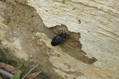 Meloe tuccius
