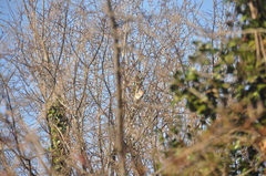 Sciurus carolinensis