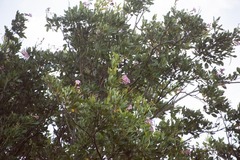 Tabebuia heterophylla