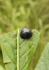 Coptosoma scutellatum