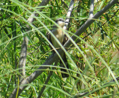 Coccyzus melacoryphus