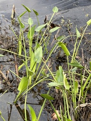 Pontederia cordata