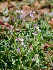 Matthiola parviflora