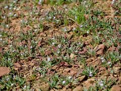 Matthiola parviflora
