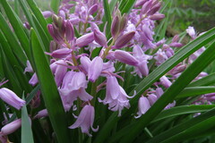 Hyacinthoides hispanica