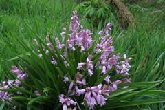 Hyacinthoides hispanica