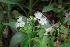 Phacelia fimbriata