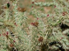 Cylindropuntia acanthocarpa acanthocarpa