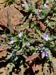 Matthiola parviflora