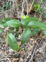 Smilax smallii
