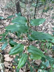 Smilax smallii