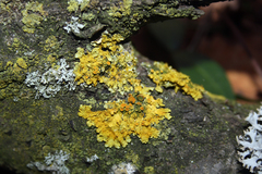 Xanthoria parietina