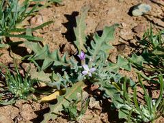 Matthiola parviflora