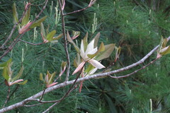 Magnolia fraseri