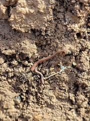Cleidogona