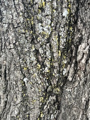 Candelariaceae