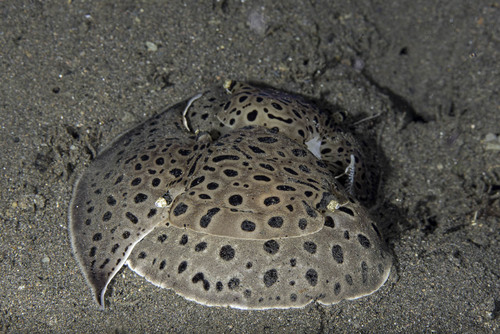 Moon-headed Sidegill Slug (Euselenops luniceps)