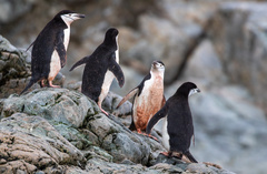 Pygoscelis antarcticus