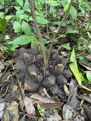 Dioscorea elephantipes