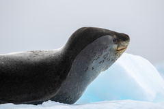 Hydrurga leptonyx