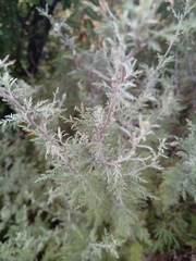 Artemisia afra