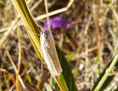 Tipanaea patulella