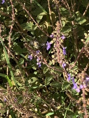 Amegilla cingulata
