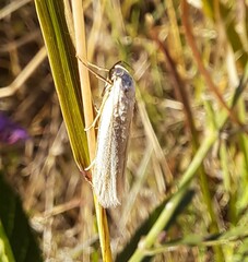 Tipanaea patulella