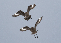 Stercorarius antarcticus